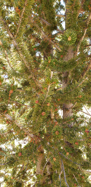 Ancient Bristlecone Pine Forest